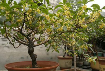 ​盆栽桂花不开花怎么办？