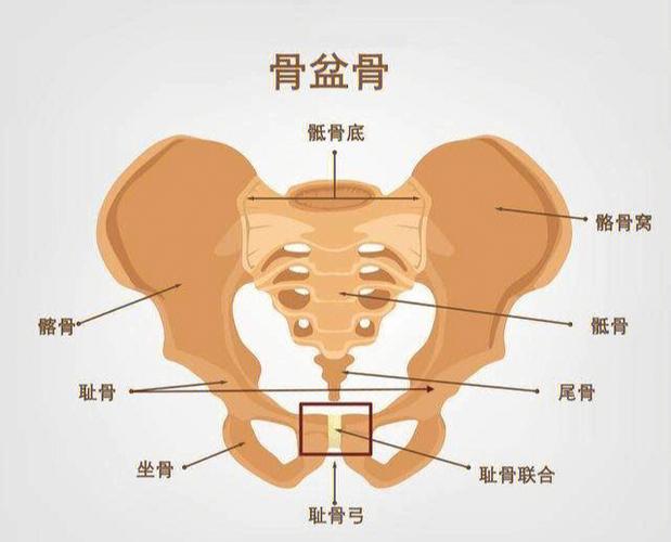 耻骨是哪里（耻骨的位置）