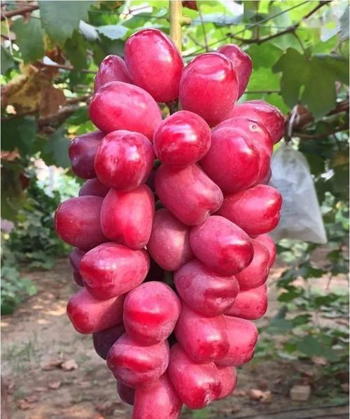 种植葡萄始于什么时候