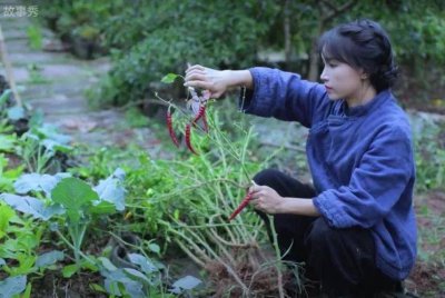​网红李子柒