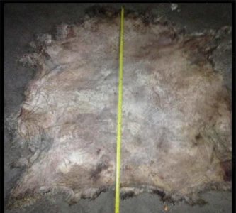 ​生羊皮怎么加工成熟皮，羊皮怎么做成成品皮？