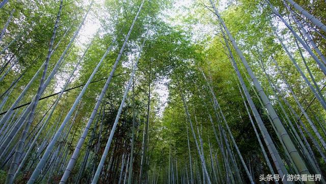 广州溪头村一日游攻略（广东最美乡村从化溪头村）(25)
