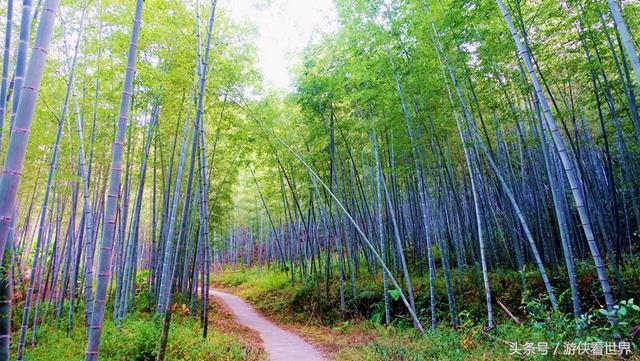 广州溪头村一日游攻略（广东最美乡村从化溪头村）(23)