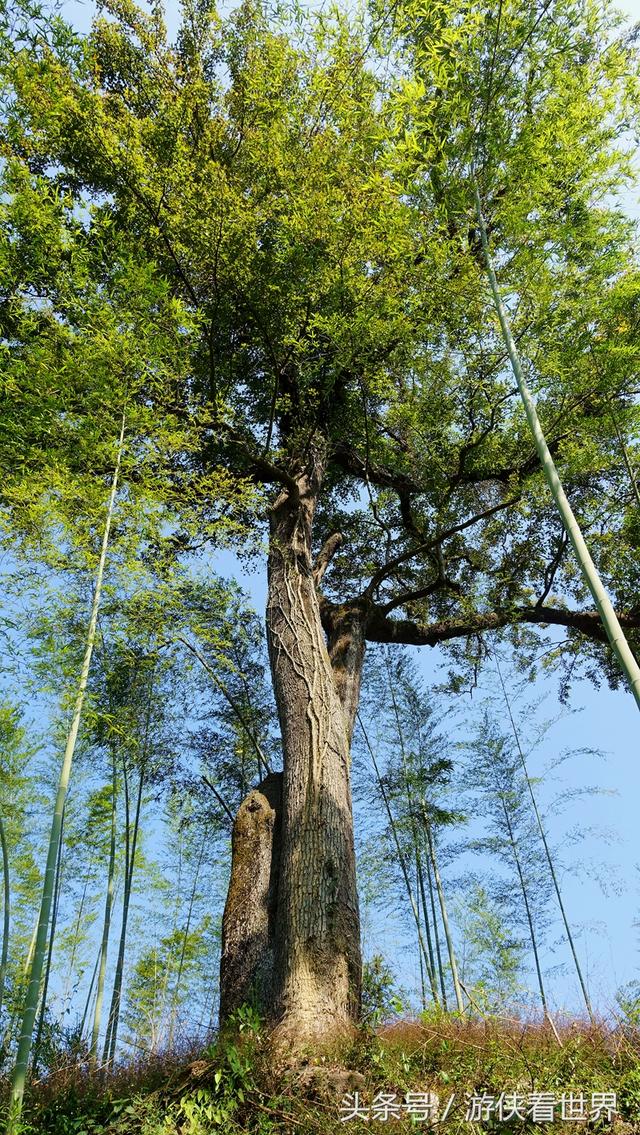 广州溪头村一日游攻略（广东最美乡村从化溪头村）(22)