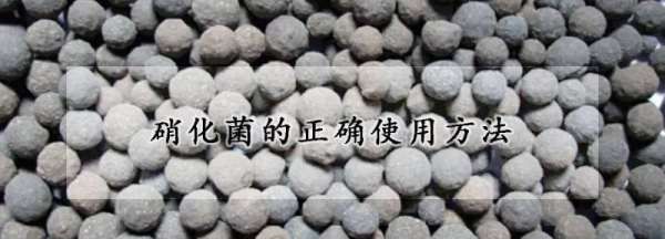 硝化菌的正确使用方法,鱼缸硝化菌的正确使用方法图2