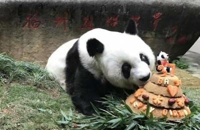熊猫血的明星有哪些(熊猫血的男明星有哪些) 熊猫 明星 第2张