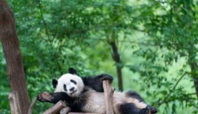 ​熊猫血的明星有哪些(熊猫血的男明星有哪些)
