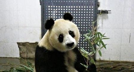 熊猫血的明星有哪些(熊猫血的男明星有哪些) 熊猫 明星 第5张