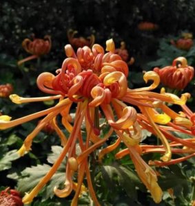 ​菊花的种类，菊花的种类有几大类？
