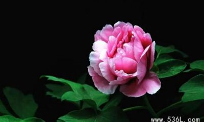 ​2022洛阳牡丹花会什么时候开始和结束？