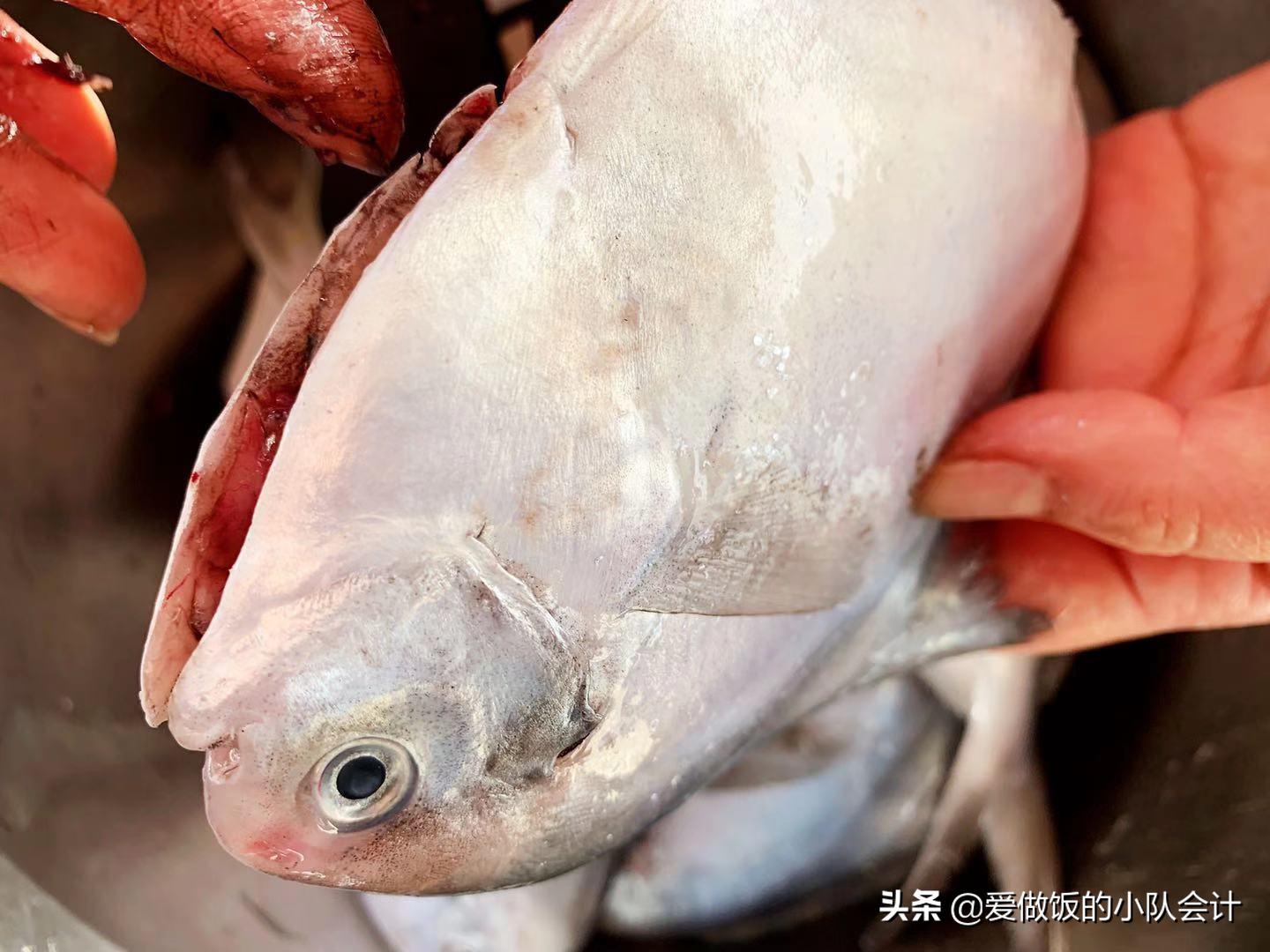 鲳鱼表面的鱼鳞要去掉吗（鲳鱼有鱼鳞吗有腥味吗）