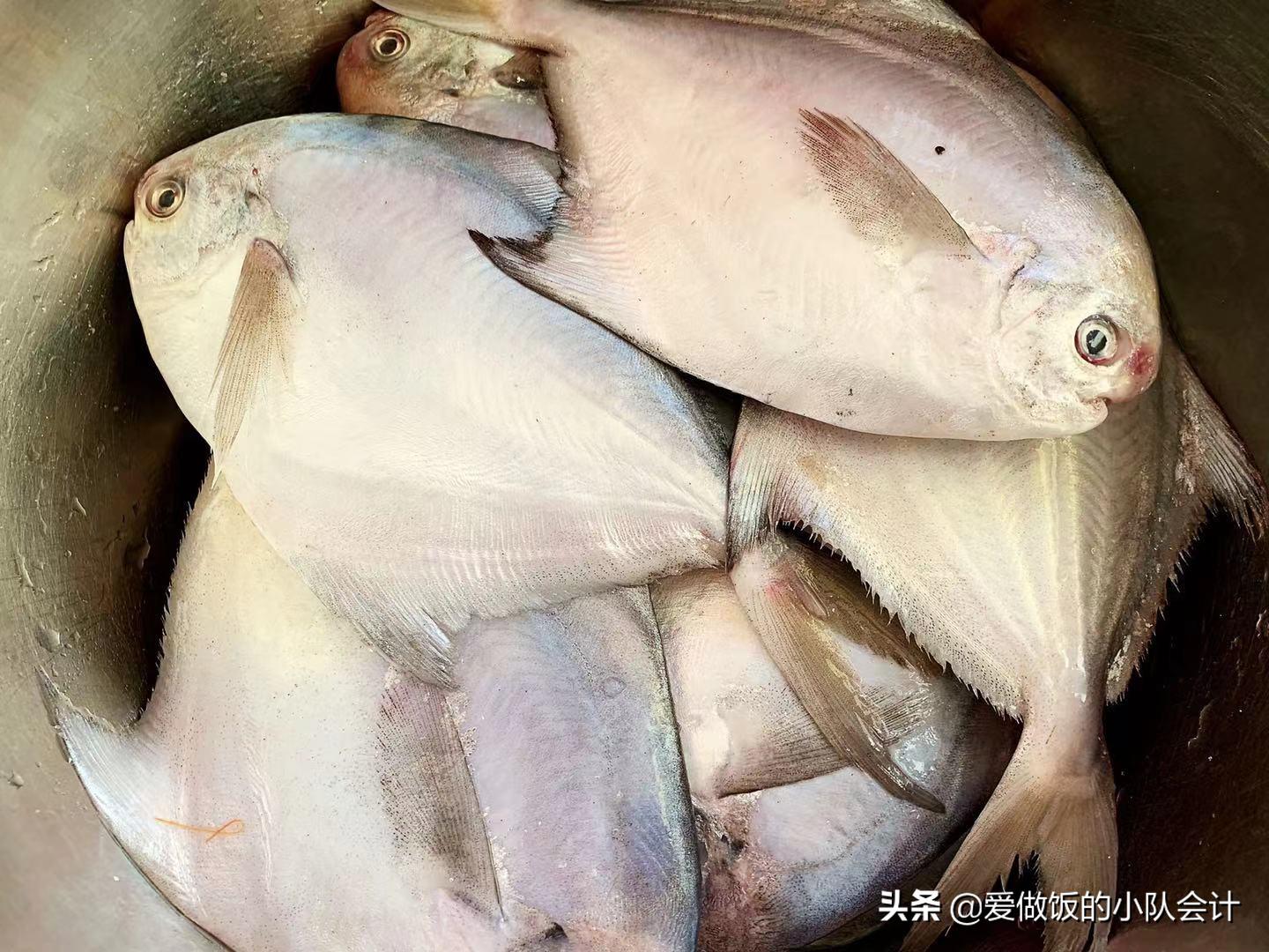 鲳鱼表面的鱼鳞要去掉吗（鲳鱼有鱼鳞吗有腥味吗）