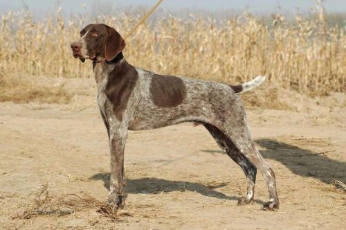 标准波音达猎犬价格  波音达猎犬多少钱一只-第1张图片-