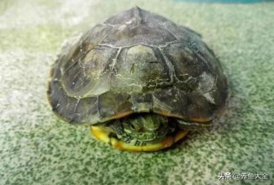 ​乌龟怎么养正确方法（小乌龟怎么养？记住这几点，绝对很轻松）
