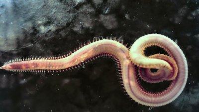 ​在马里亚纳海沟发现的10种神秘生物，其中一种像是来自地狱的声音