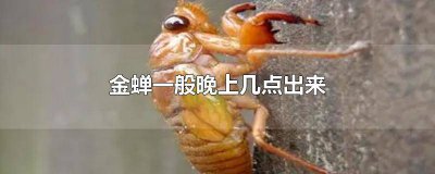 ​阴天金蝉几点出来 金蝉晚上12点以后还出吗