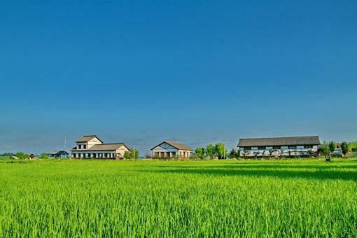 历史悠久的壮族稻作文化是怎样的?