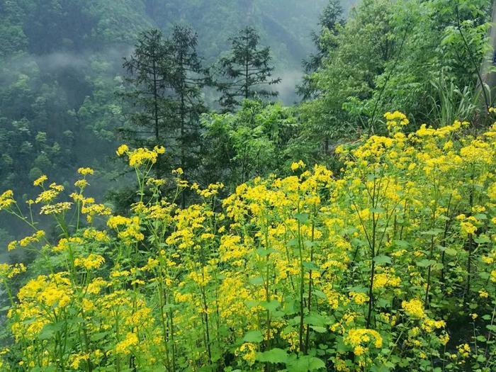 北纬30°的这里有盗墓剧《怒晴湘西》取景地