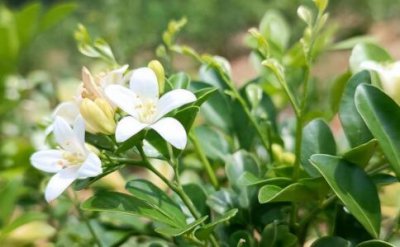 ​九里香怎么养才能开花？抓重点养，大半年都在开花