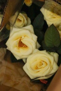 ​月季花是什么季节开的