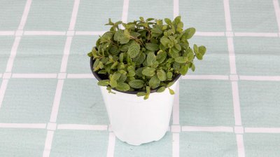 ​薄荷可以水养吗