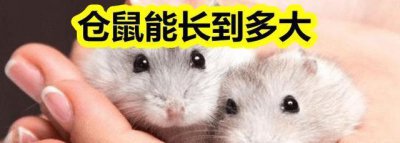 ​仓鼠能长多大
