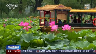 ​“荷”处City？夏日氛围天花板，全国赏荷地图邀你打卡
