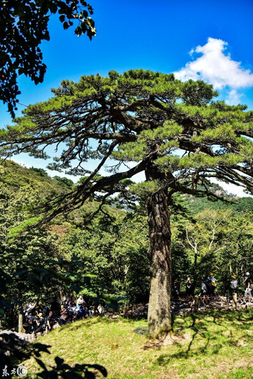 黄山十大名松之一的黑虎松、连理松您见过吗？它已生长了700余年