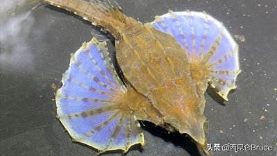 ​东海和南海又有新发现！鱼类新物种海蛾鱼，头体带盔甲，有何神奇