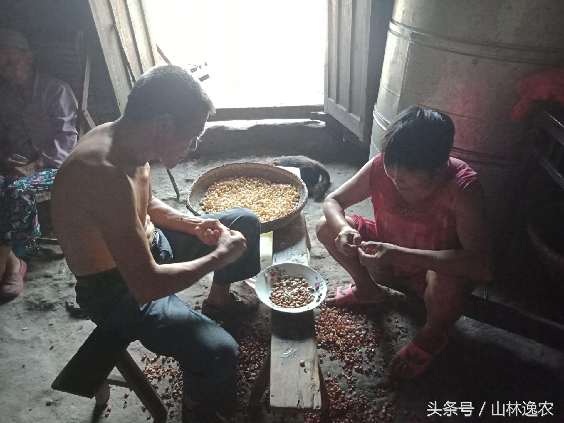 向美味的豆瓣酱迈出第一步！看看农家人是怎么自己做豆瓣酱的！