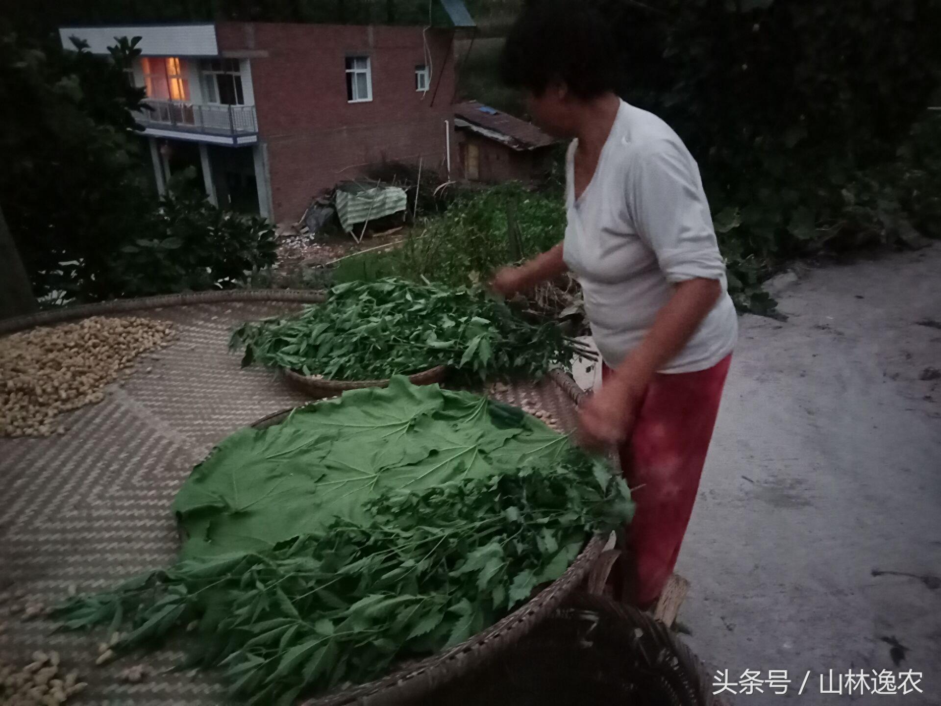 向美味的豆瓣酱迈出第一步！看看农家人是怎么自己做豆瓣酱的！
