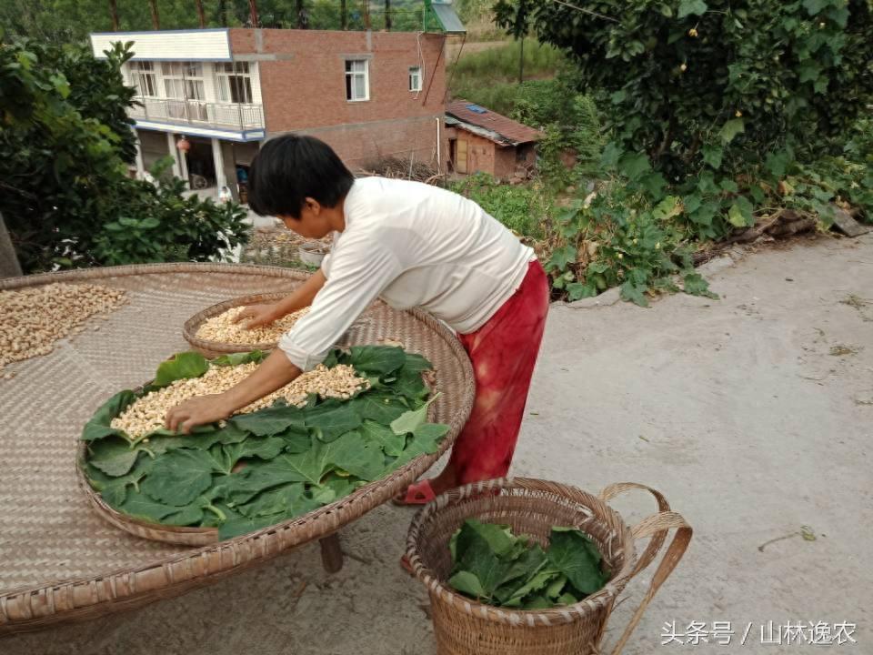 向美味的豆瓣酱迈出第一步！看看农家人是怎么自己做豆瓣酱的！