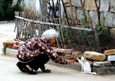 ​盘点中国5大“土猫”，你都认识吗？