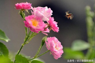 ​“天涯何处无芳草”的下一句是啥？百分之九十的人都答错！