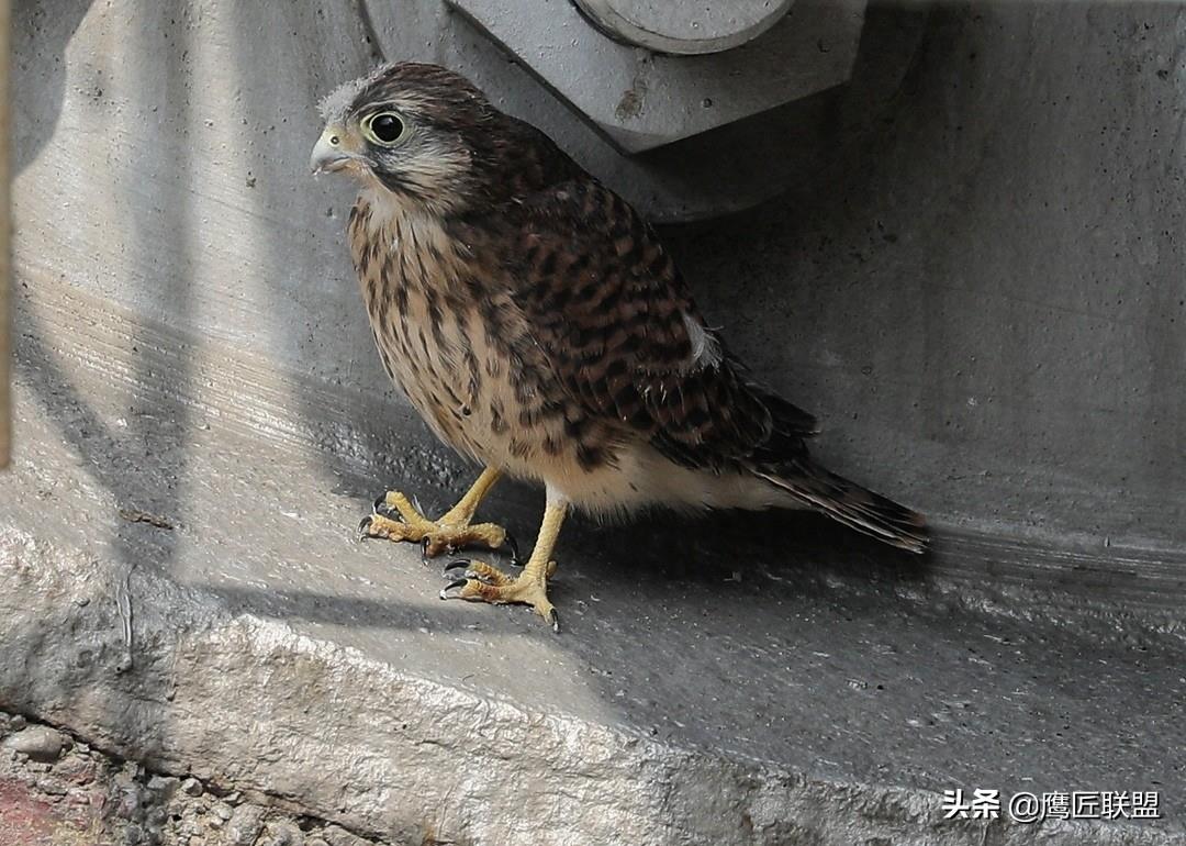 中国境内最常见的猛禽之一，红隼（音同笋），怎样区分公母
