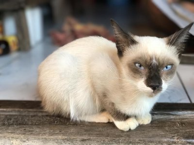 ​养猫困扰：猫鼻支治疗费用一般多少