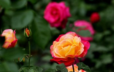 ​月季种植技术：月季花都能和哪些树木进行嫁接？