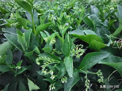 ​俄罗斯饲料菜养牛好吗？亩产40吨，能养几头牛？怎么喂不遭嫌弃？
