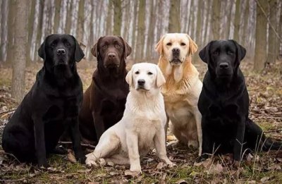 ​拉布拉多犬颜色这么多，你会选择黑色的拉布拉多吗？