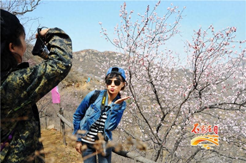 桃花梨花樱花都看够了吧！元氏县新发掘一处赏花之地“杏花峪”