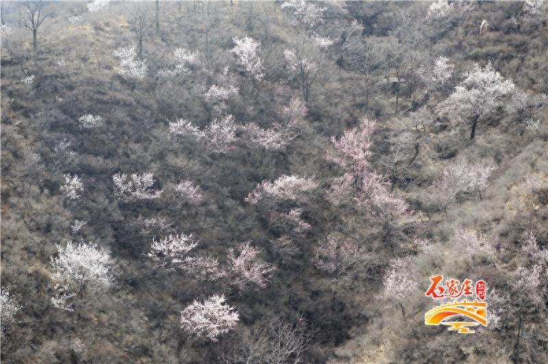 桃花梨花樱花都看够了吧！元氏县新发掘一处赏花之地“杏花峪”
