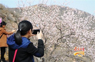 ​桃花梨花樱花都看够了吧！元氏县新发掘一处赏花之地“杏花峪”