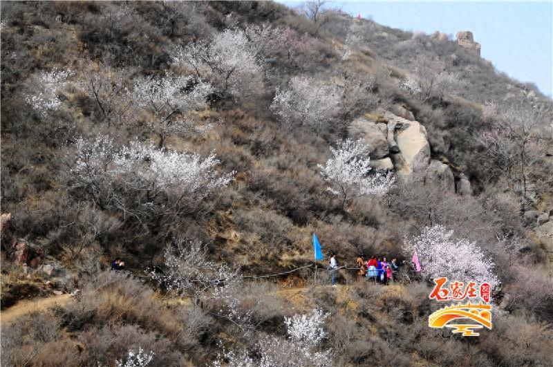 桃花梨花樱花都看够了吧！元氏县新发掘一处赏花之地“杏花峪”