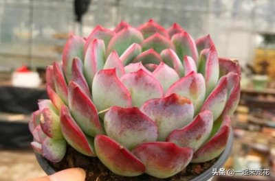 ​秋天养盆多肉吉娃娃，株型小巧叶片肥厚，学会翻盆长势旺