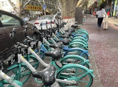 ​河南一地“夜鹭”泛滥，路人常年被鸟粪袭击，为何还要保护它们？