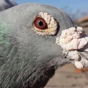 ​鸽子生病巧用人用药大全