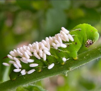 ​毛毛虫的另一个天敌能控制毛虫成为“僵尸虫”！这么厉害？