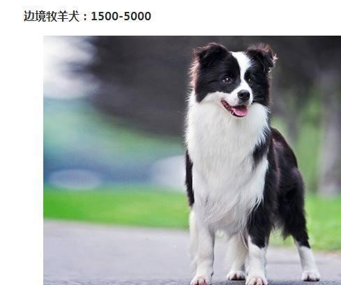 世界的宠物狗基本就这些了，报价图片介绍都有，赶紧收藏啊