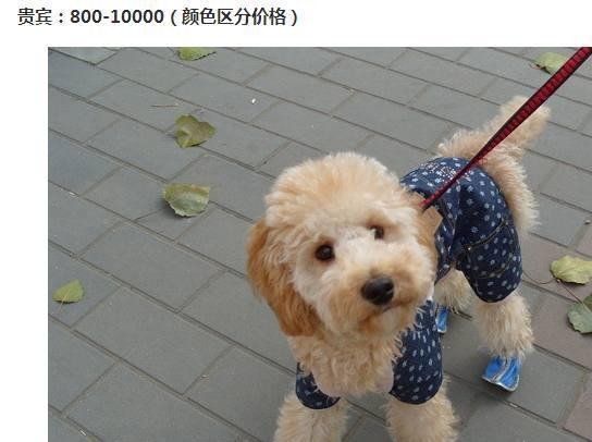 世界的宠物狗基本就这些了，报价图片介绍都有，赶紧收藏啊