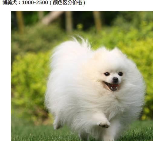 世界的宠物狗基本就这些了，报价图片介绍都有，赶紧收藏啊